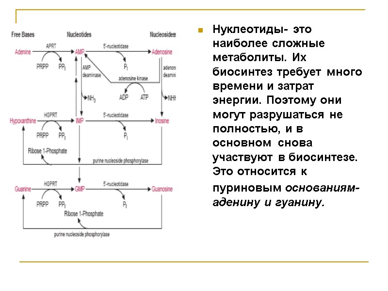 Нуклеотиды- это наиболее сложные метаболиты. Их биосинтез требует много   времени и затрат